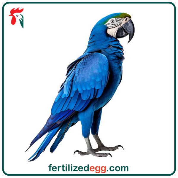 تخم نطفه دار طوطی ماکائو آبی سنبلی 